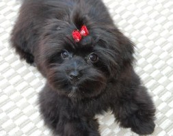 BLACK  SHORKIE  AS AN ADULT